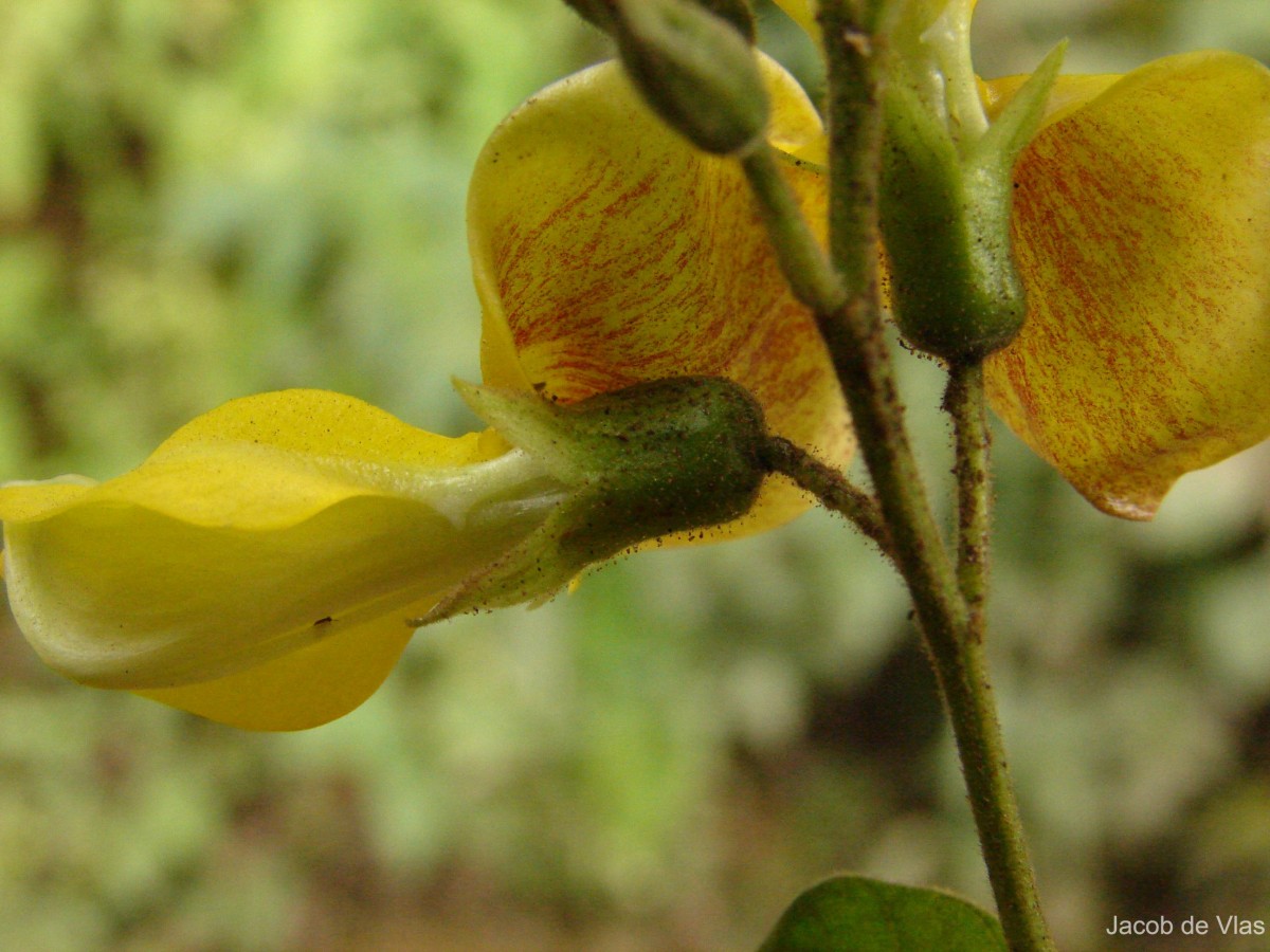 Dunbaria ferruginea Wight & Arn.